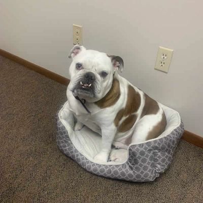 Affordable dog and cat testing in Callaway, MN offered by WE R Furr animal rescue.