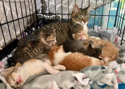 Animal Rescue in Callaway, MN offering minor veterinary care, testing, quill removal, and more.