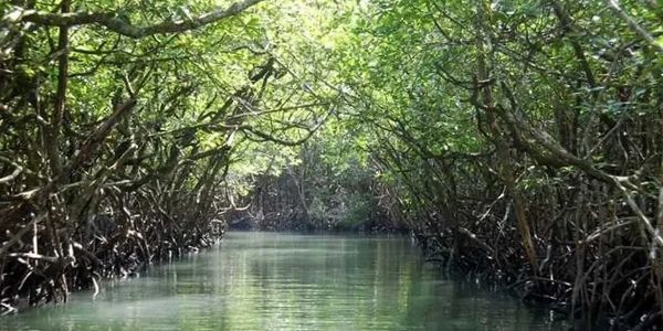 A serene waterway through dense mangrove trees with clear reflections.