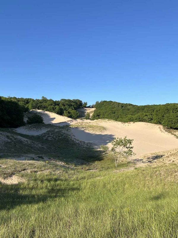dunes with dune grass and trees in background