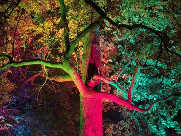 Tree with multiple floodlights.