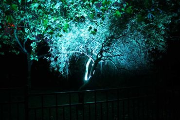 Green blue floodlight on tree.