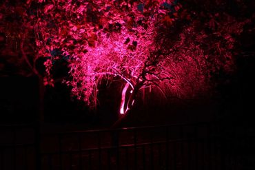 Red flood light on tree.