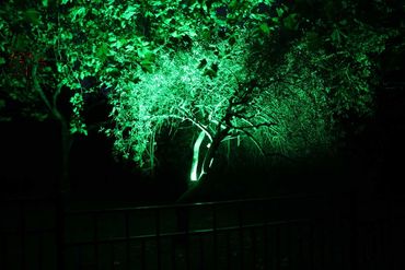 Bright green floodlight on tree.