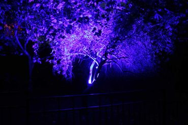 Blue flood light on tree.