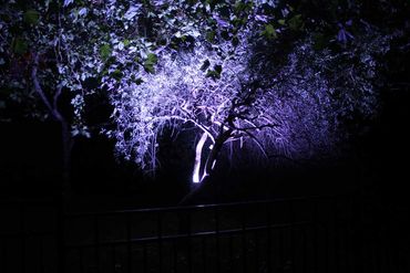 Pale purple floodlight on tree.