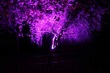 Purple floodlight on tree.
