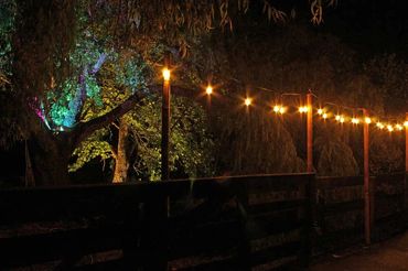 Festoon lights with bamboo poles.