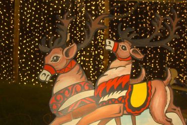 Closeup of reindeer in front of fairy light wall.