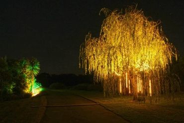 Willow tree lit up with floodlights for large outdoor party.