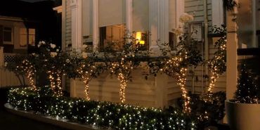 Rose trees and hedge wrapped in fairy lights outside funeral home in Remuera.