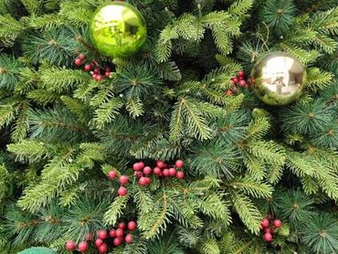 Closeup of decorations on 6m Christmas tree featuring berries, and colourful baubles.