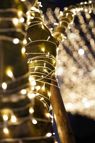 Closeup of fairy lights wrapped around wide tree branches.