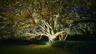 White floodlighting uprights in large tree for garden party event.