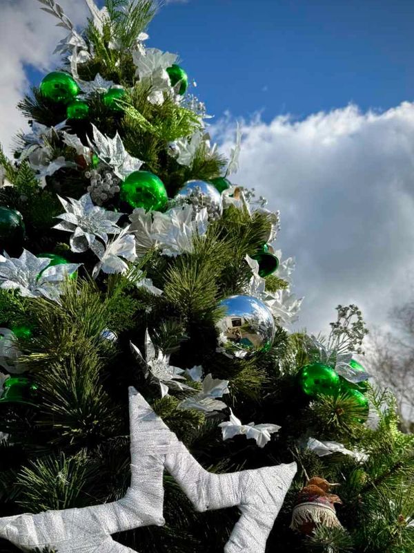 Closeup of green and silver decorations with large stars on 10 foot tall Christmas tree.