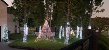 Mega fairy light Christmas trees with multi coloured lights and Kauri tree trunks wrapped.