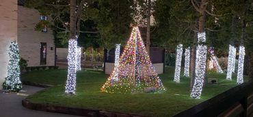 Tree wrapping on big Kauris.