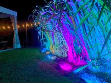Blue and pink floodlights in flax bush.