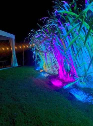 Different coloured floodlights in flax bushes at large event.