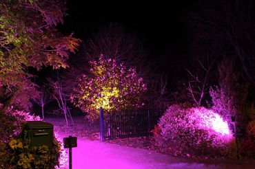 Pink floodlights on driveway and bushes.