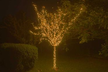 Small old tree wrapping.