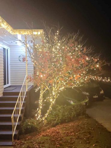Tree illumination with commercial-grade fairy lights for home wedding in Auckland.