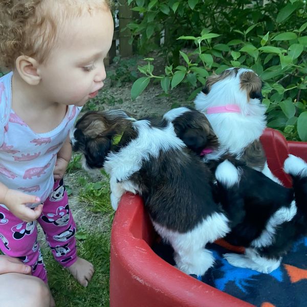 Kisses! Shih tzu puppies are great with children if introduced from the start!