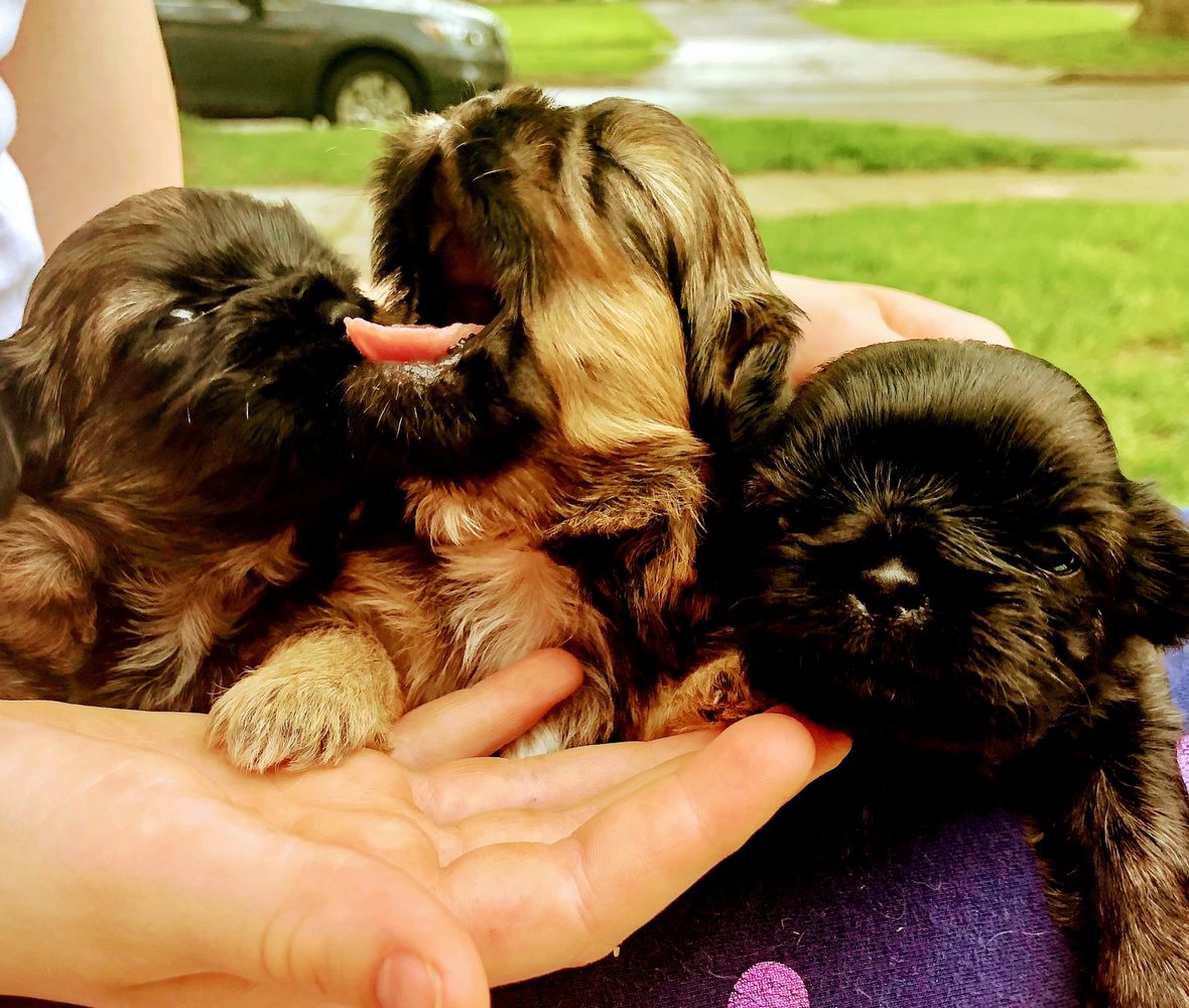 A variety of purebred Shih tzu puppies. Small, sturdy, loyal, loving, even tempered. Hypoallergenic 