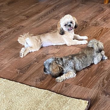 Past puppies now young ladies!!