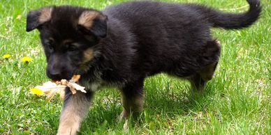 New Skete German Shepherd puppy carrying leaf in mouth.