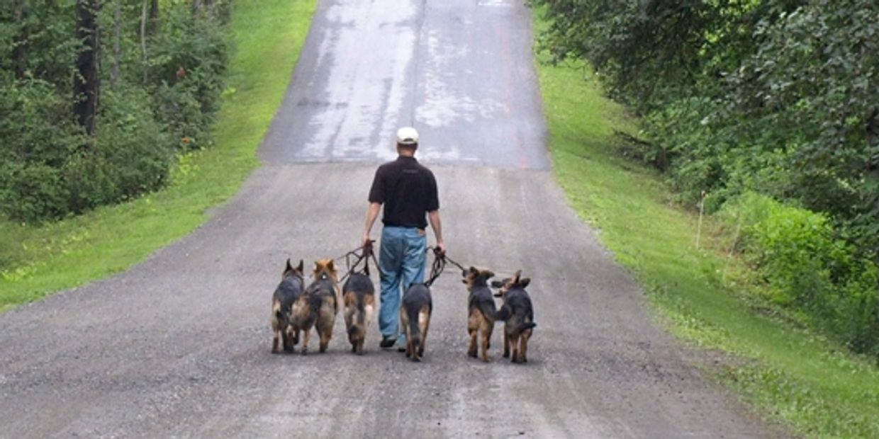 Brother Christopher walking dogs on monastery road.