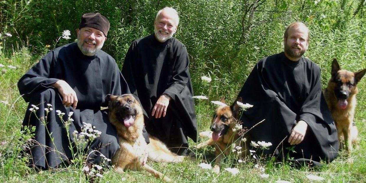 Monks and German Shepherd dogs in field with daisies and trees