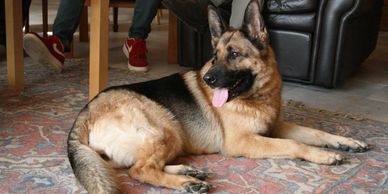 New Skete German Shepherd laying by feet of people in monks' recreation room.