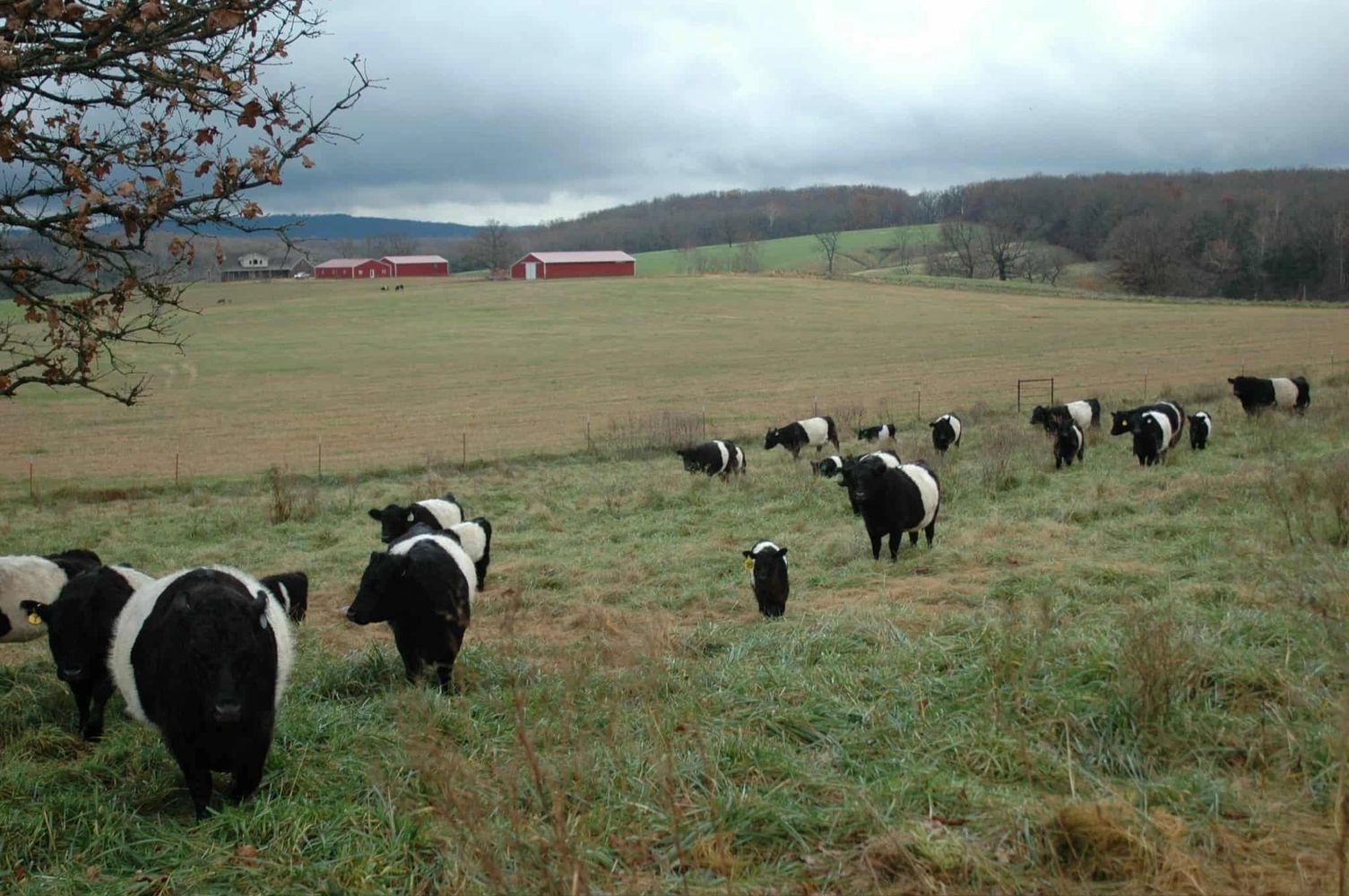 Legacy Ranch Belted Galloway