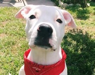 Otis Mauro's Mascot Picture