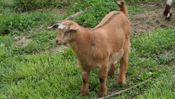 Sold
DOB: 2/25/2019
Reddish brown and White
Light Carmel Eyes
$150.00
Dam: D4353 Pandora At Outback