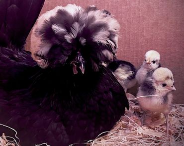 White Crested Black Polish Hen with Baby Chicks