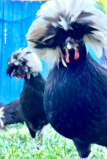 Polish Chickens