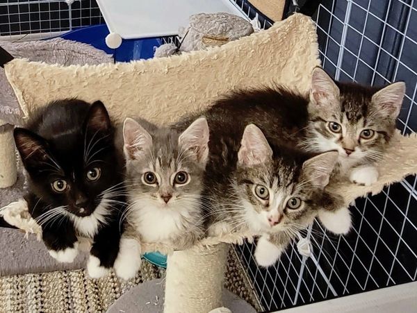 Numerous litters of kittens arrive at the rescue at a tender age, finding refuge in foster homes whe