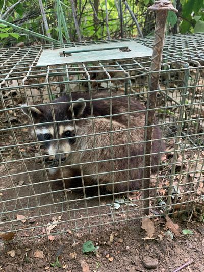 Adult Raccoon in Live Trap