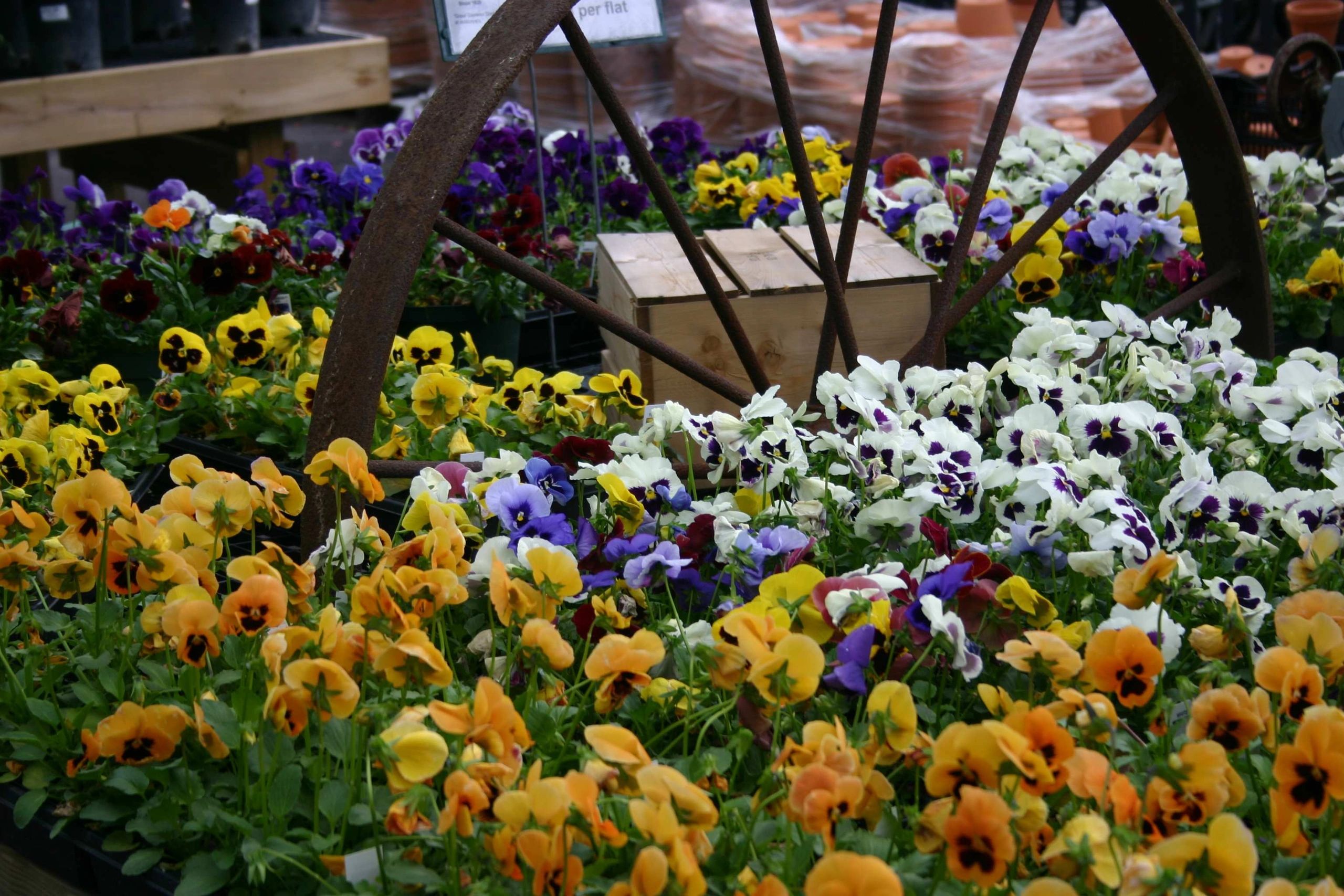 deMonye's Greenhouse, Inc. - Home and Garden Store, Flowers, Plants