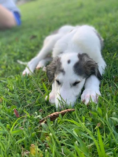 A puppy with white and black fur lying down on green grass.