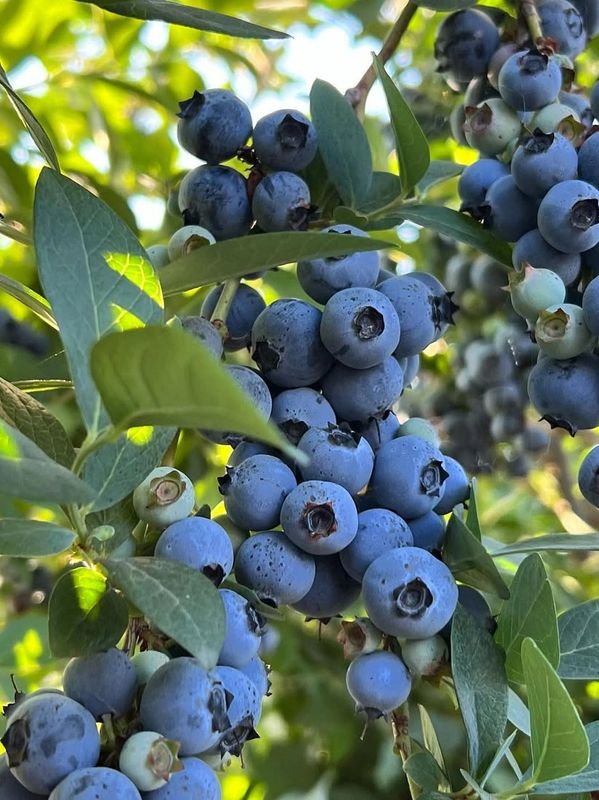 Blueberries on the vine