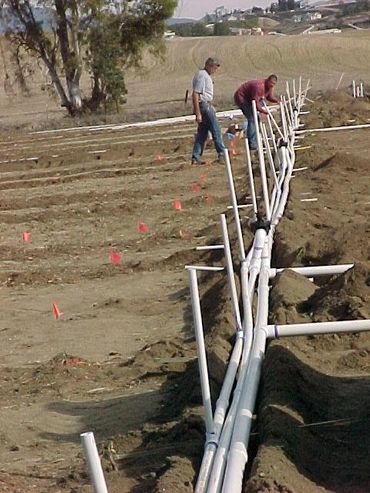 Irrigation piping for blueberry farm