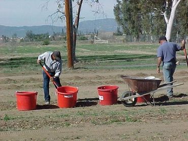 adding mulch to the blueberry bushes