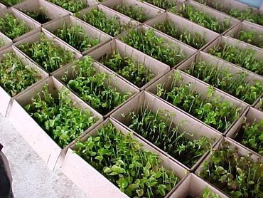 blueberry bushes arriving in boxed