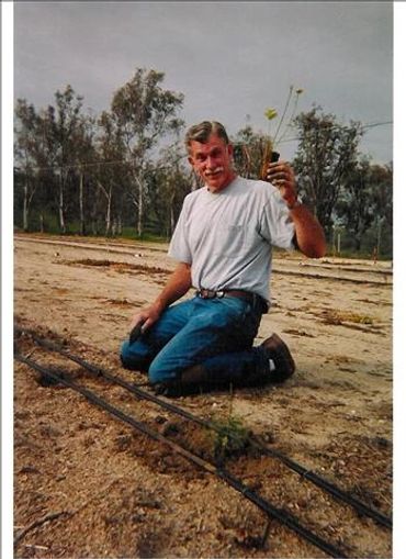 planting the blueberry bushes