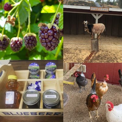 Boysenberries, goats, chickens and blueberry preserves and honey