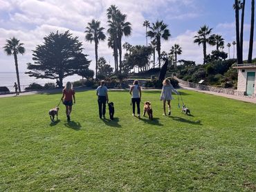 I Speak Dog TrioTrain dog class in Laguna Beach