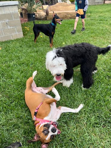 Dogs playing joyfully in grass.
